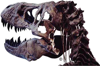 cráneo de una cabeza de t-rex